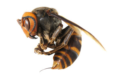 Jad pszczeli (Bee Venom – Apitoxin)
