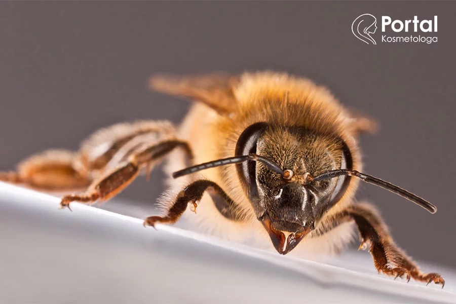BeeYes pszczoła